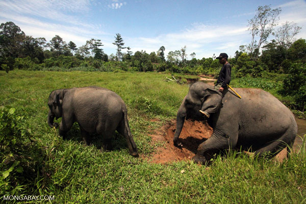 Indonesian environment ministry shoots down geothermal plan in Mount Leuser National Park (September 12,  2016)